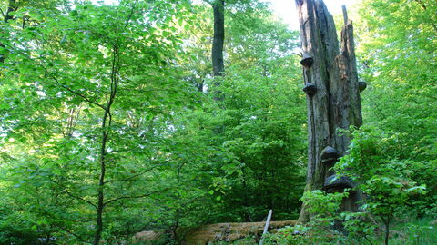 In einem sommerlichen Wald mit grünen jungen Bäumen steht ein dicker abgebrochener Stamm mit großen Pilzkonsolen.
