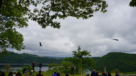 Zwei Greifvögel fliegen in der Luft.