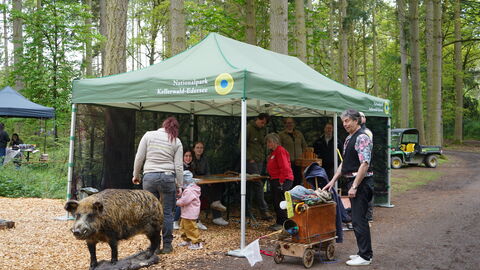 Ein grünes Messe-Info-Zelt mit Nationalpark-Aufdruck hat Besuch von Gästen. Davor stehen eine Mann mit Bollerwagen und ein Wildschweinpräparat-