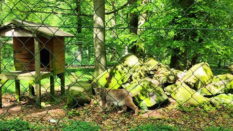 Durch einen grünen Zaun sieht man einen Luchs in seinem Gehege. Der Bewuchs ist grün, es gibt große Steinbrocken und eine Art überdachte Aussichtsplattform für das Tier.