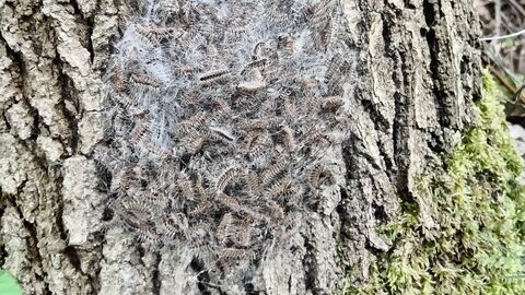 Auf einem riffeligen Baumstamm sitzt ein Haufen bräunlicher Raupen, die stark behaart sind. Das Ganze ist ein Gespinst, sieht aus wie in Wattefäden gehüllt. 