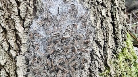 Auf einem riffeligen Baumstamm sitzt ein Haufen bräunlicher Raupen, die stark behaart sind. Das Ganze ist ein Gespinst, sieht aus wie in Wattefäden gehüllt. 