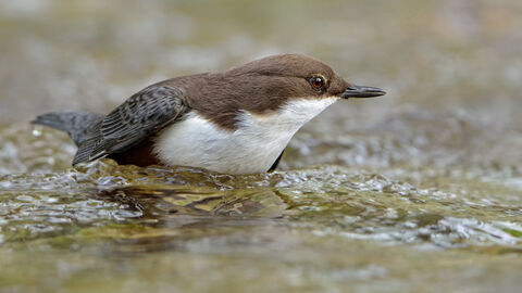 Wasseramsel