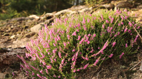 rosa blühendes Heidekraut in der Sonne