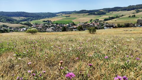In einer Senke vor hügeligen Feldern und Wäldern liegt ein beschauliches Dorf in einer Senke. Im Vordergrund wächste trockenes Gras und einzelne pinkefarbene Blüten sind zu erkennen.