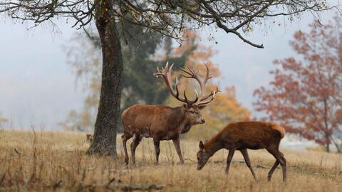 Rotwild im Herbst