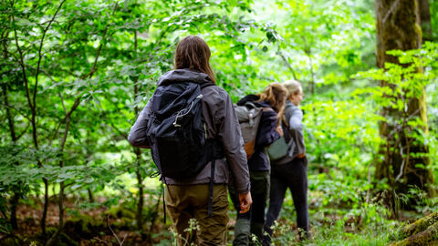 Personen wandern im Wald