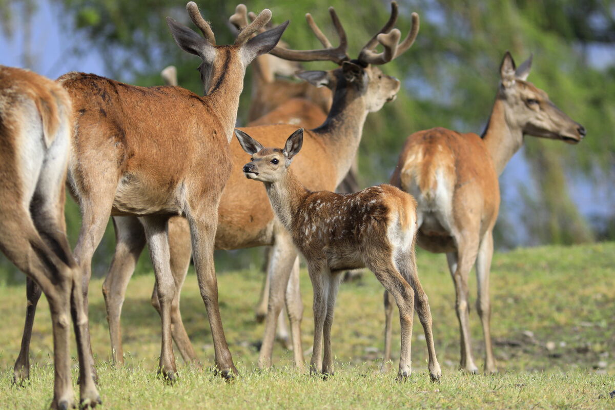 Familienfest im WildtierPark Edersee